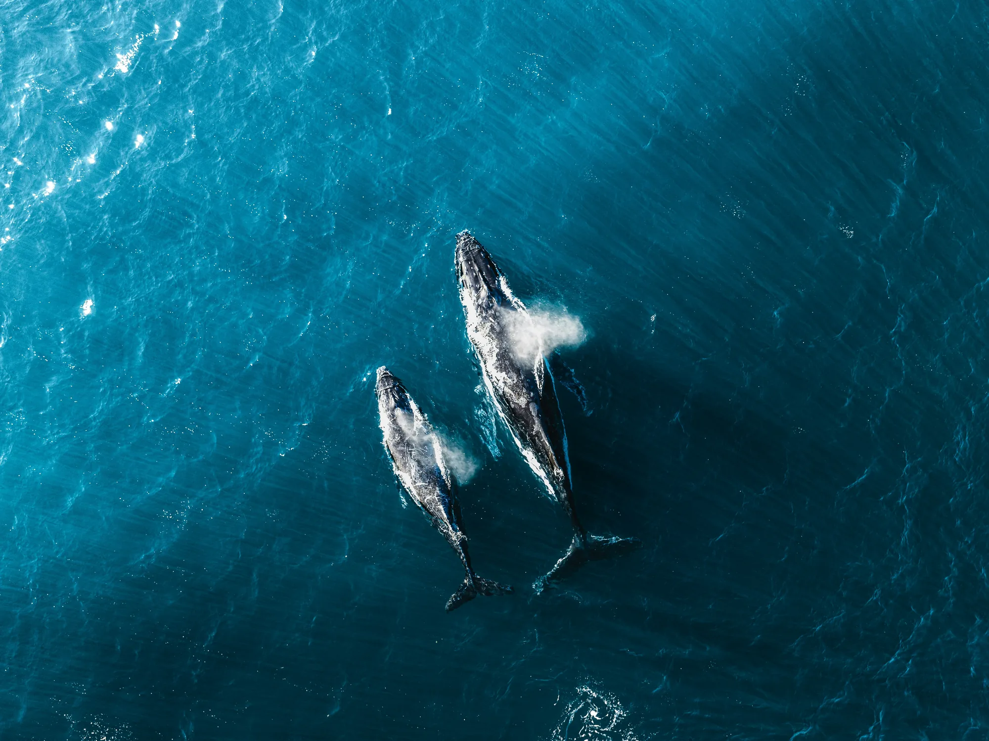 Two humpback whales swimming through blue ocean water